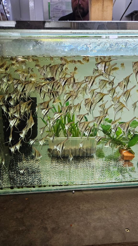 Red back manacapuru,Red head Geophagus, guppies 