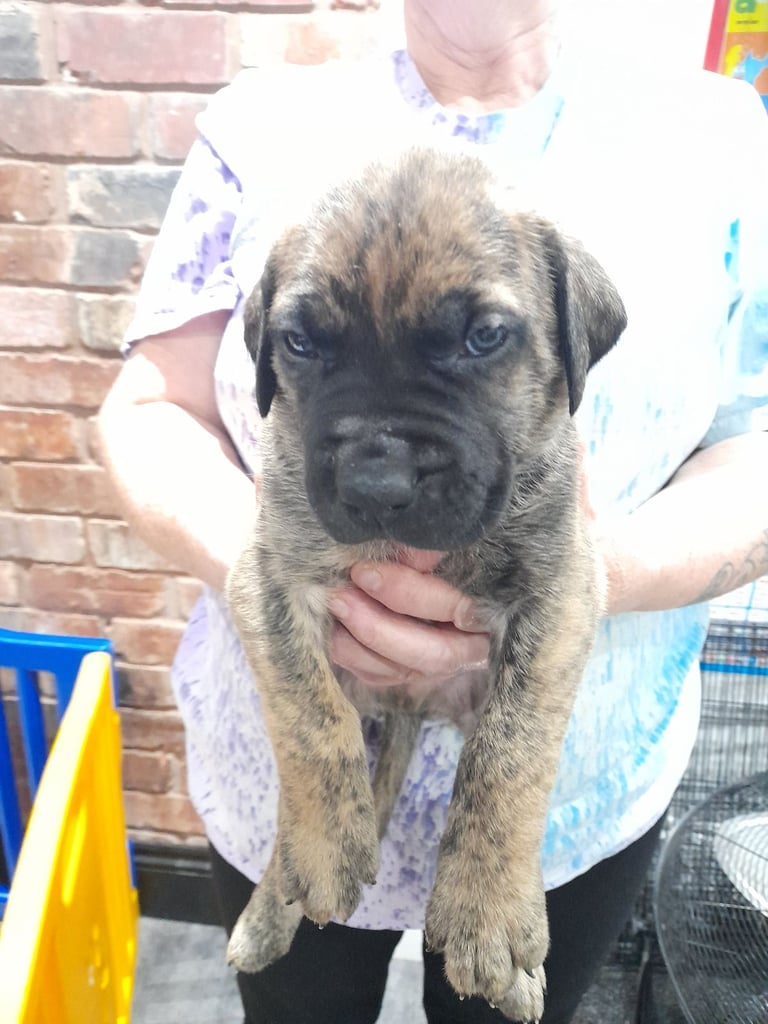 Presa canario puppies