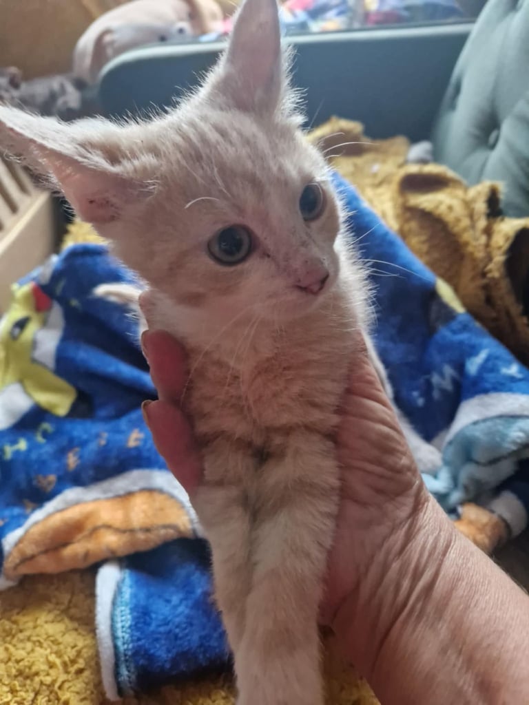 Mixed kittens ginger boys left