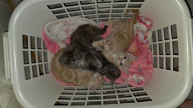 4 half ragdoll kittens - 2 grey fluffy female 2 ginger male