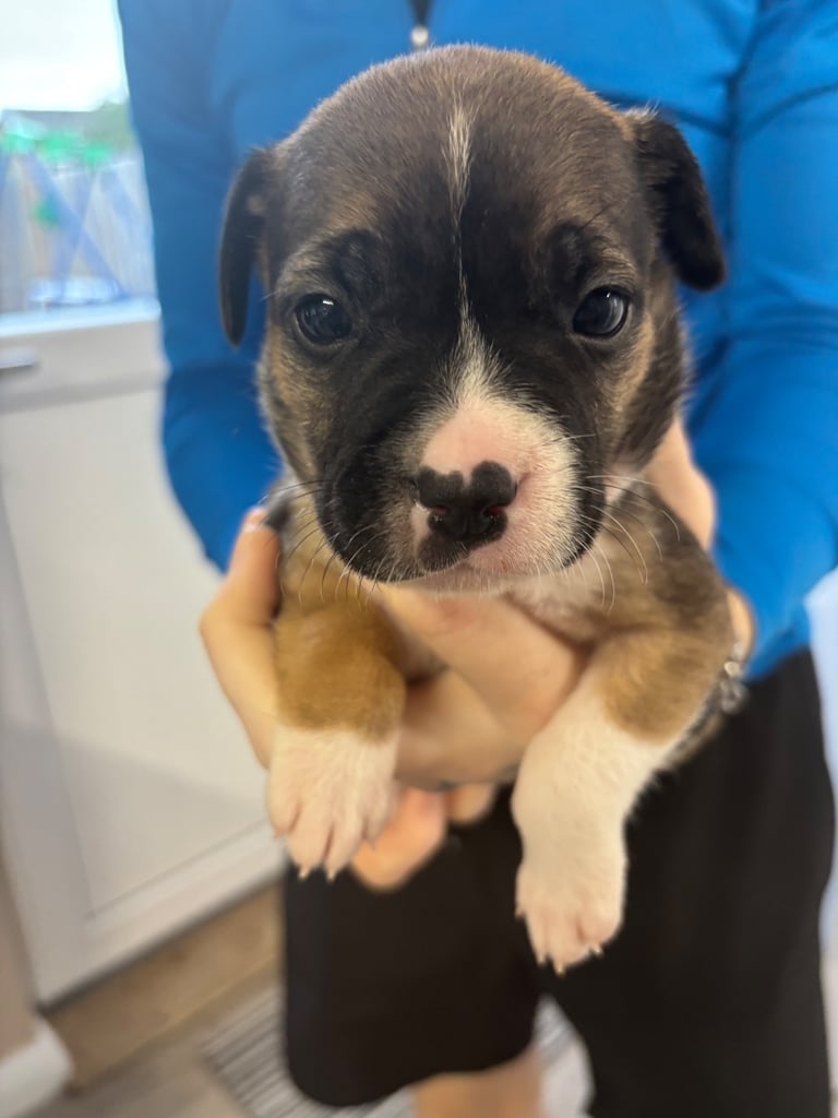 Bulldog/staffy mix 