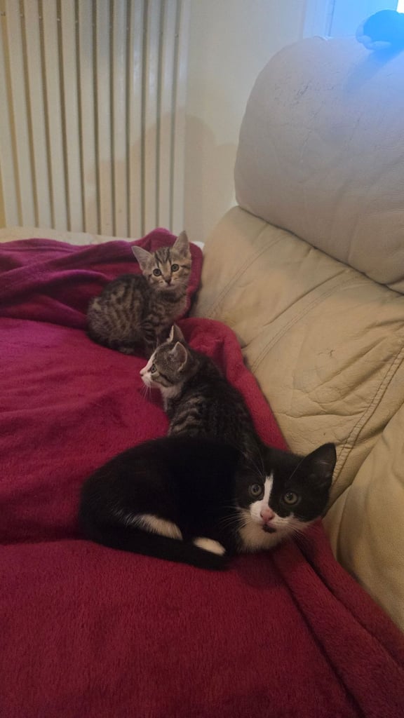image for 3 little cuties
