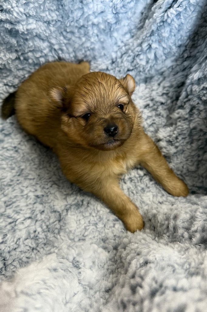 Very cute Pomeranian puppies 