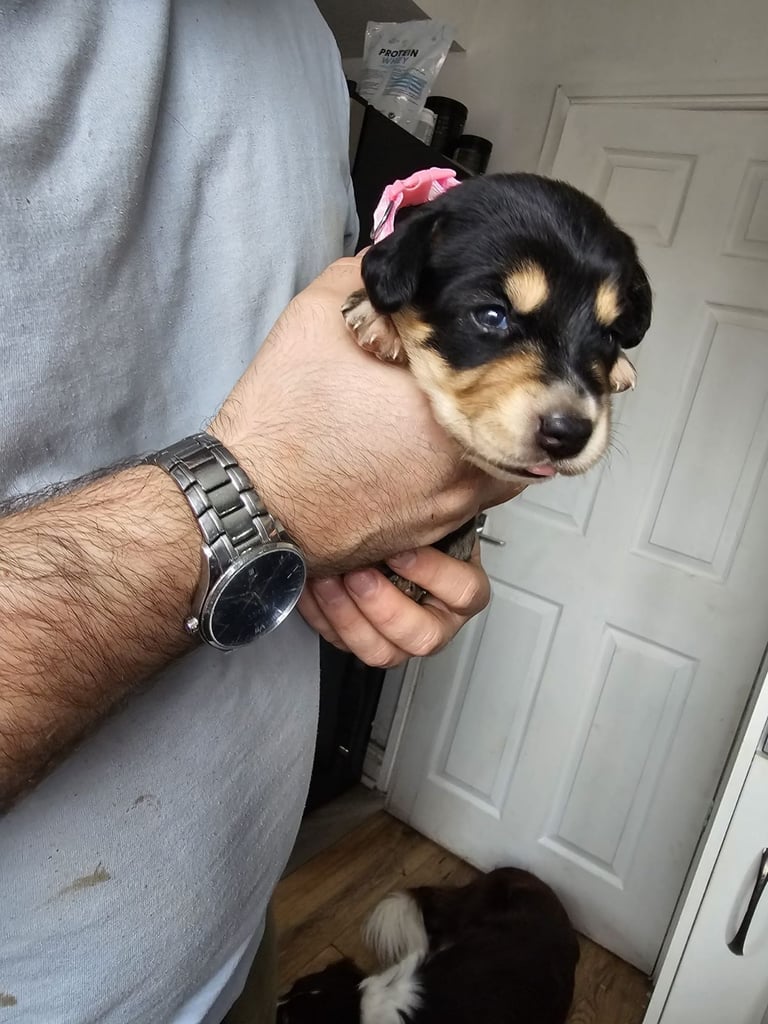 image for 5 beautiful puppies