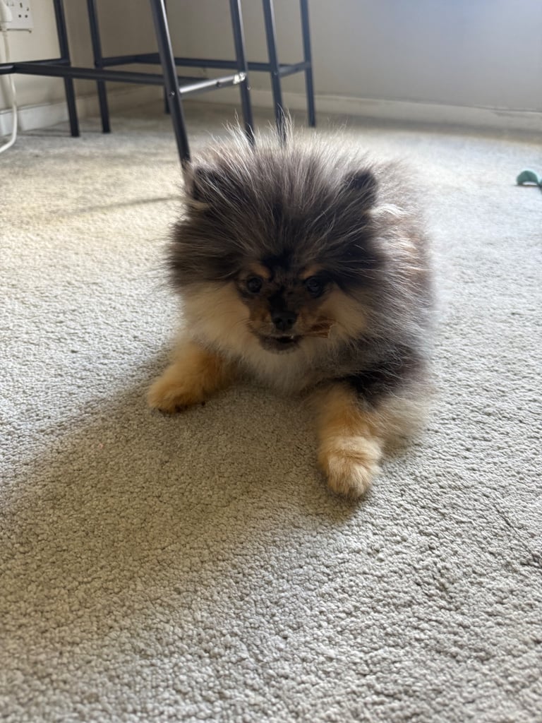Pomeranian