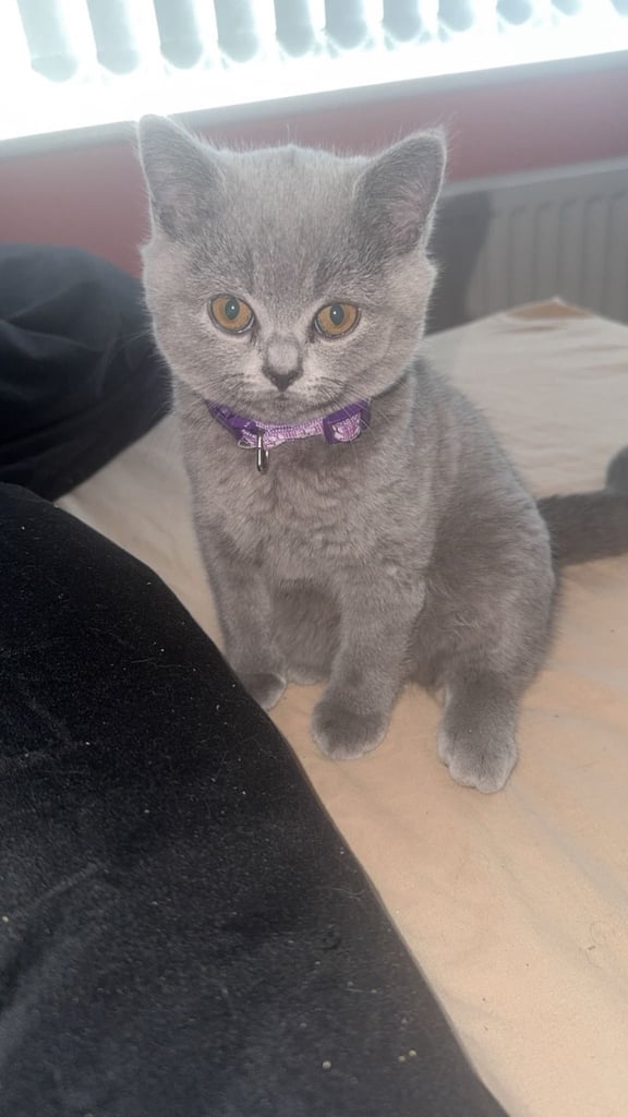 1 Beautiful British Shorthair Girl