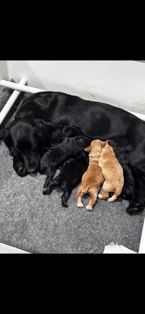 Cocker Spaniel Puppies