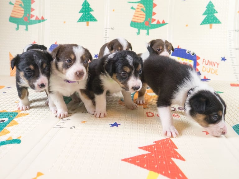 Border collie puppies 🐶 