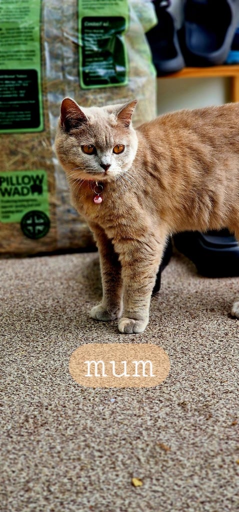 Beautiful, Affectionate Male Kitten - ready to go now