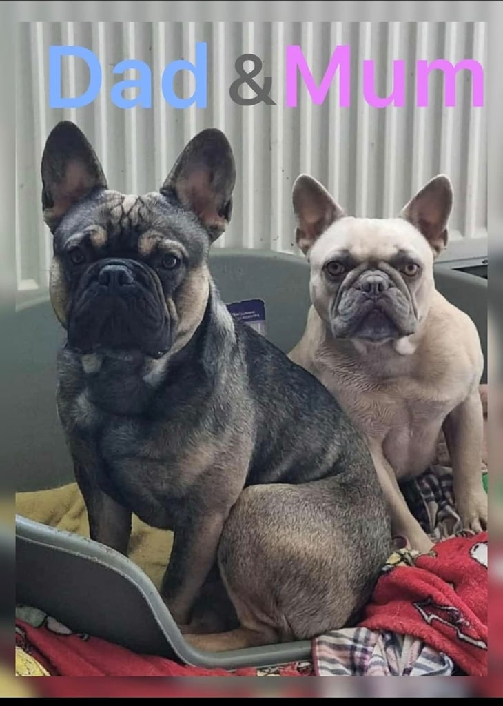French bulldog puppies