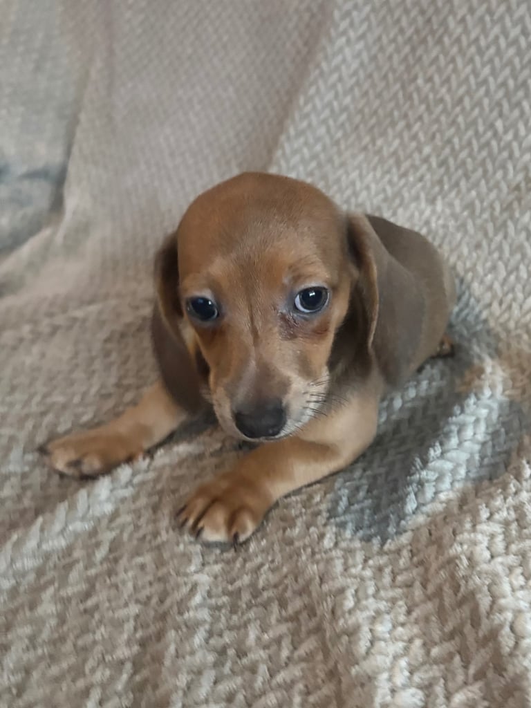 Genuine miniature dachshunds 