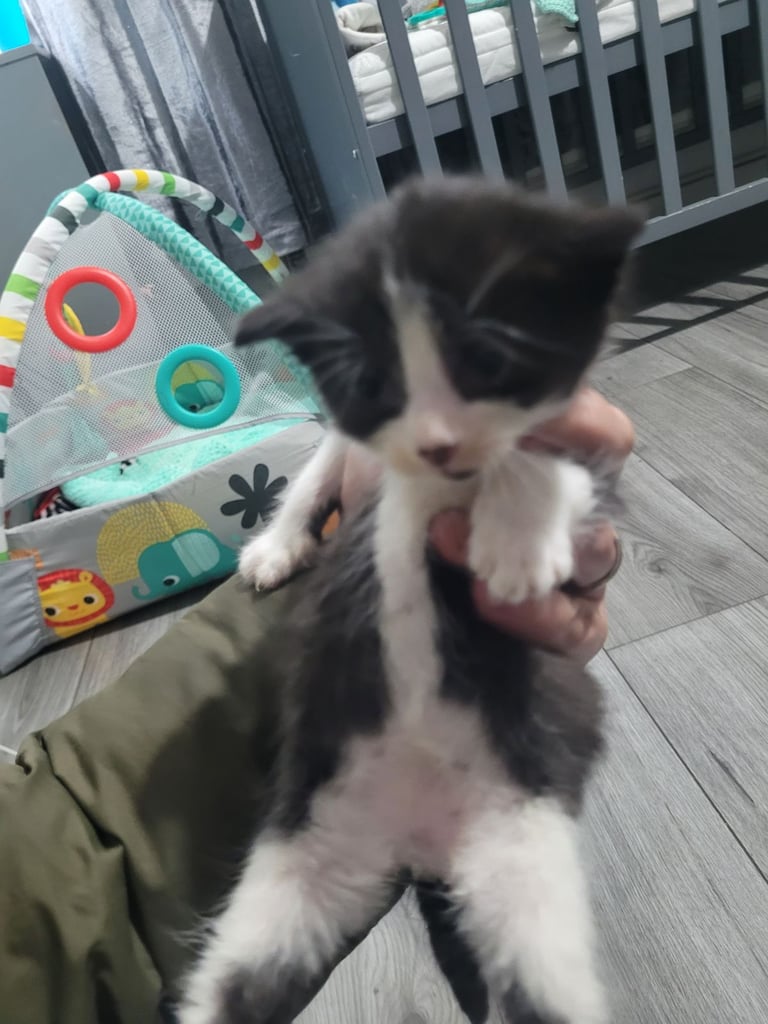 image for 8 week old beautiful kittens