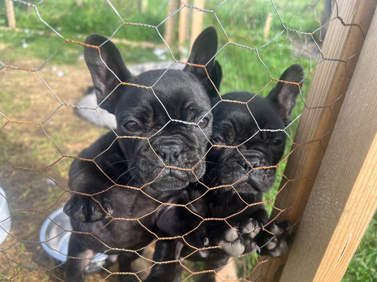 2 black french buldogs