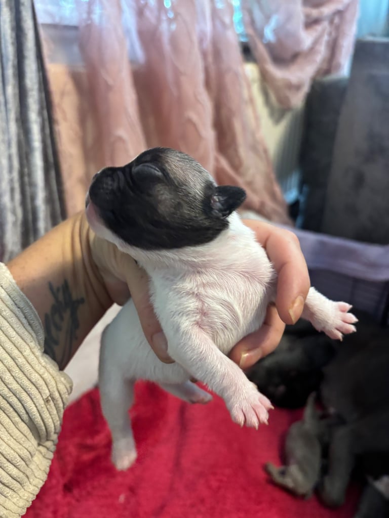 K c Frenchie puppies 