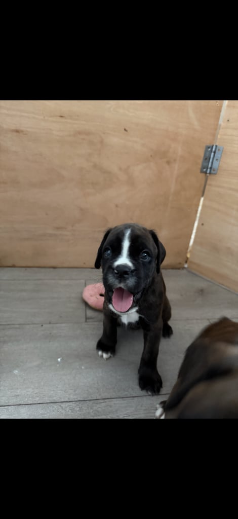 KC Boxer puppies - bobtail & longtail 🐶🩷💙