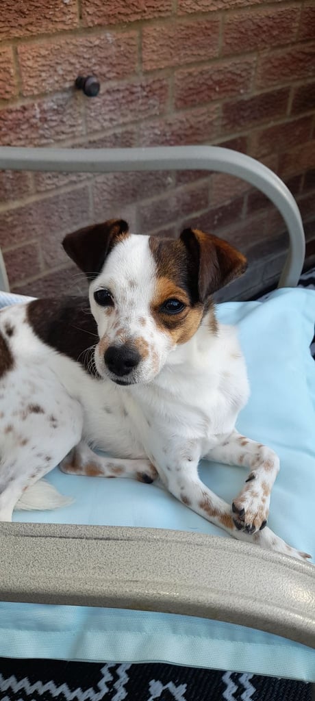 Jack Russell cross 