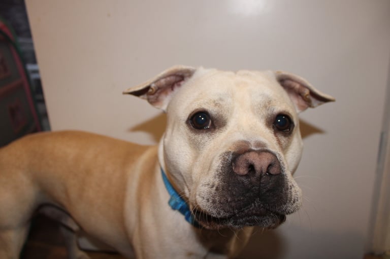 2 year old male staff 