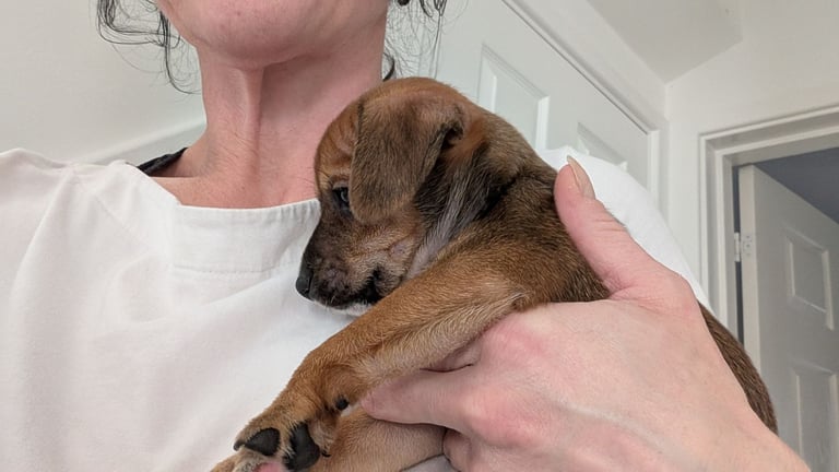 Toy fox terrier cross jack russell 3 left 