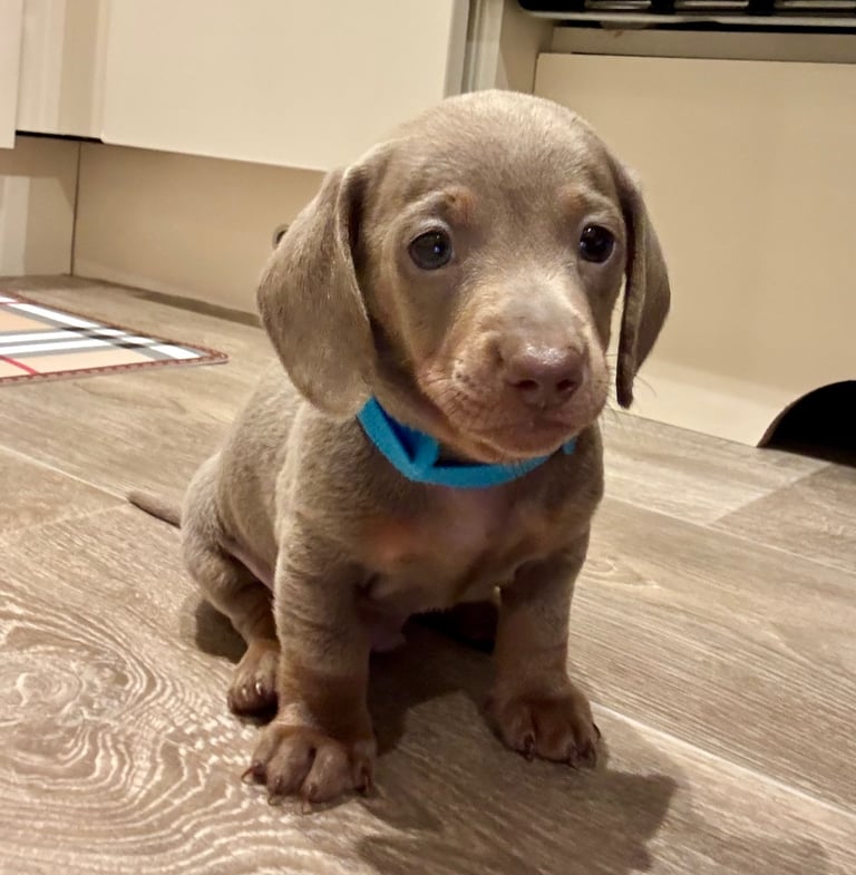 Miniature dachshund puppies