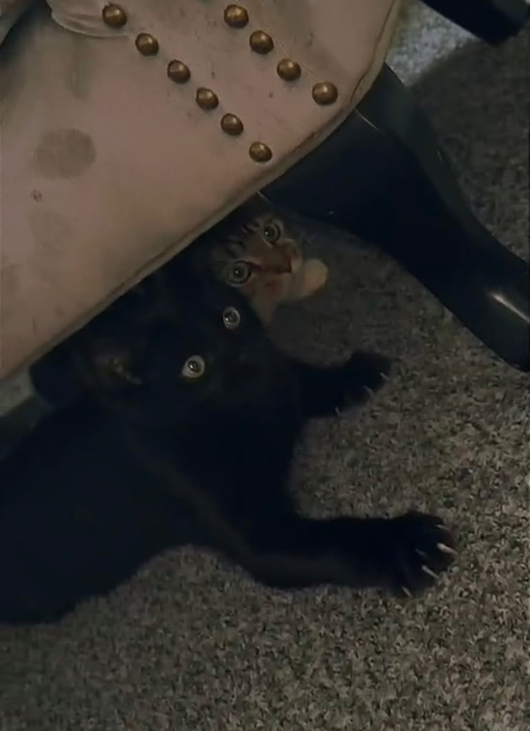 2 brother cats for sale