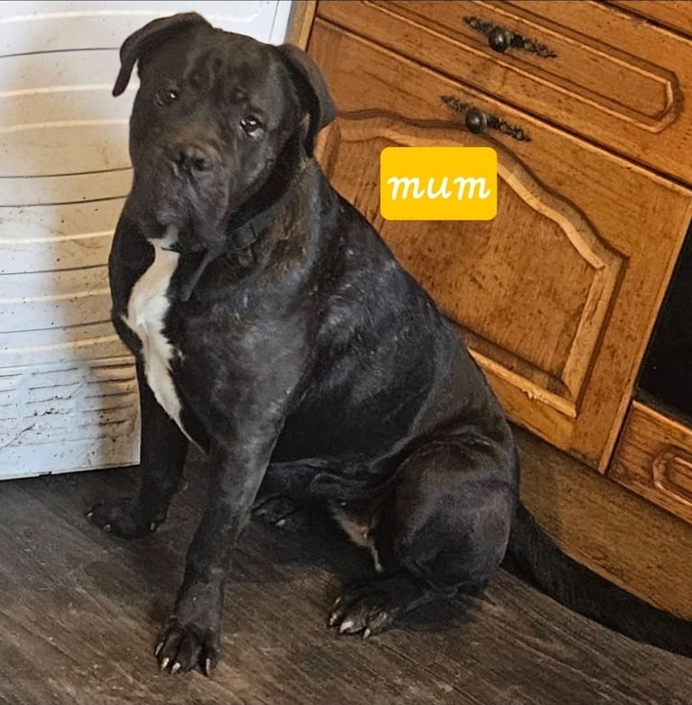 Pure presa Canario, 2years 6month old