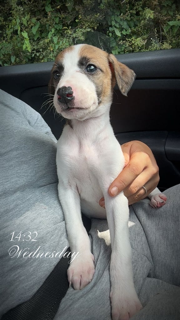 Bitch saluki bull greyhound 