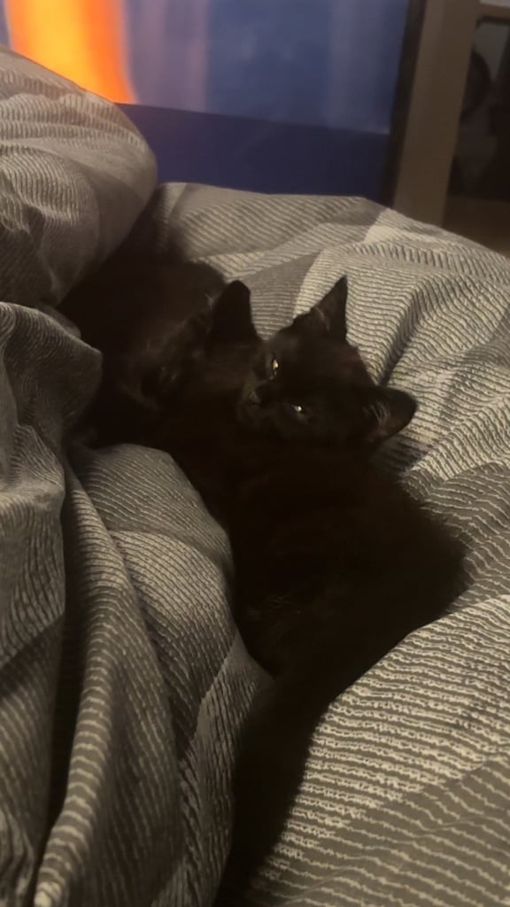 2 kittens for sale
