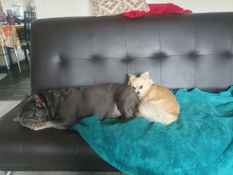 Chihuahuas and French bulldog 