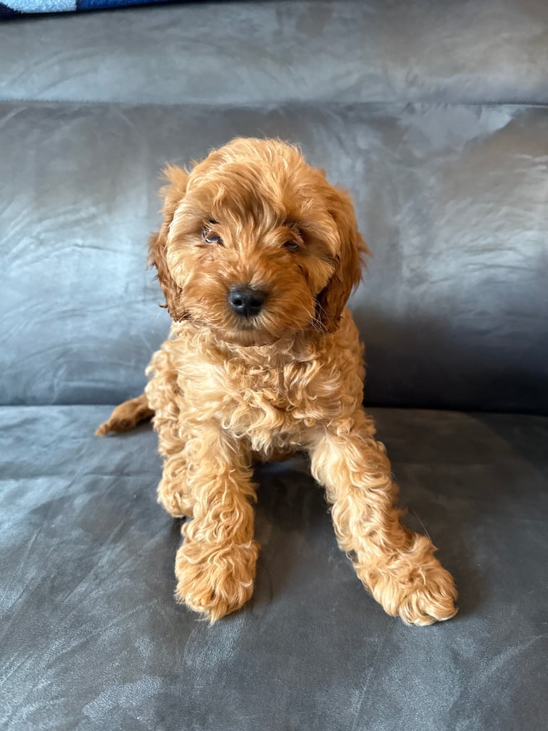 Cavapoo F1B + Extras