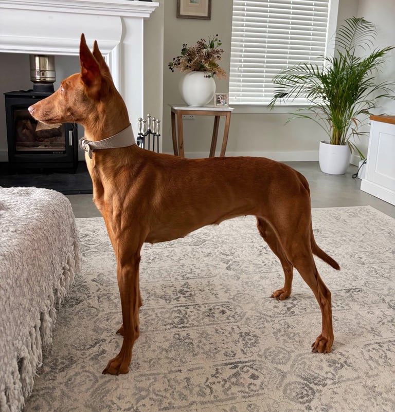 Puppies pharaoh hound x blue whippet 