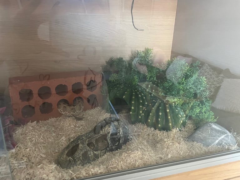 Hognose and set up