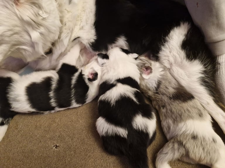 2 x black and white male puppies for sale 
