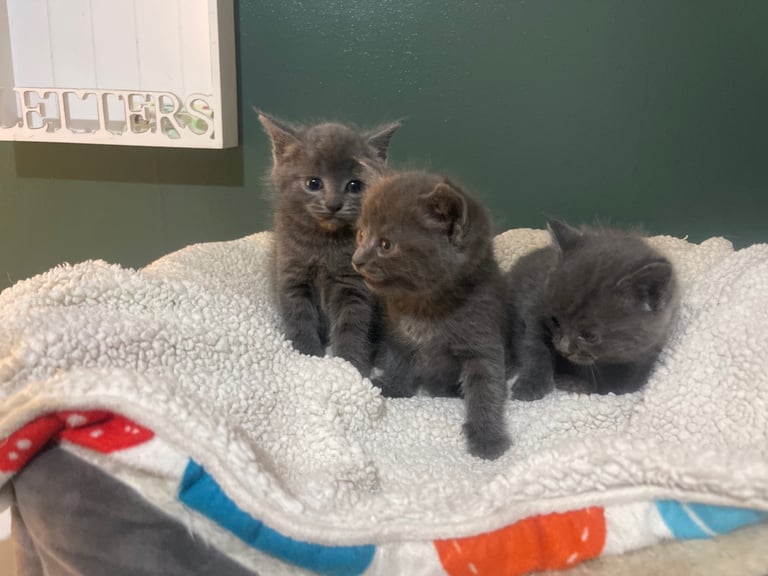 image for 3 grey kittens for sale 