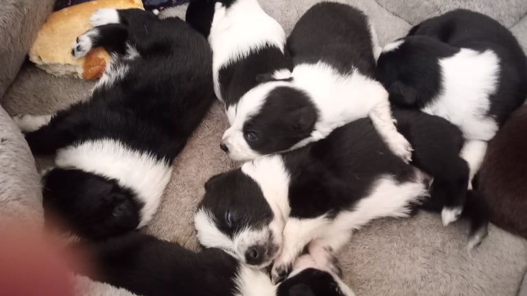 Collie puppies for sale 