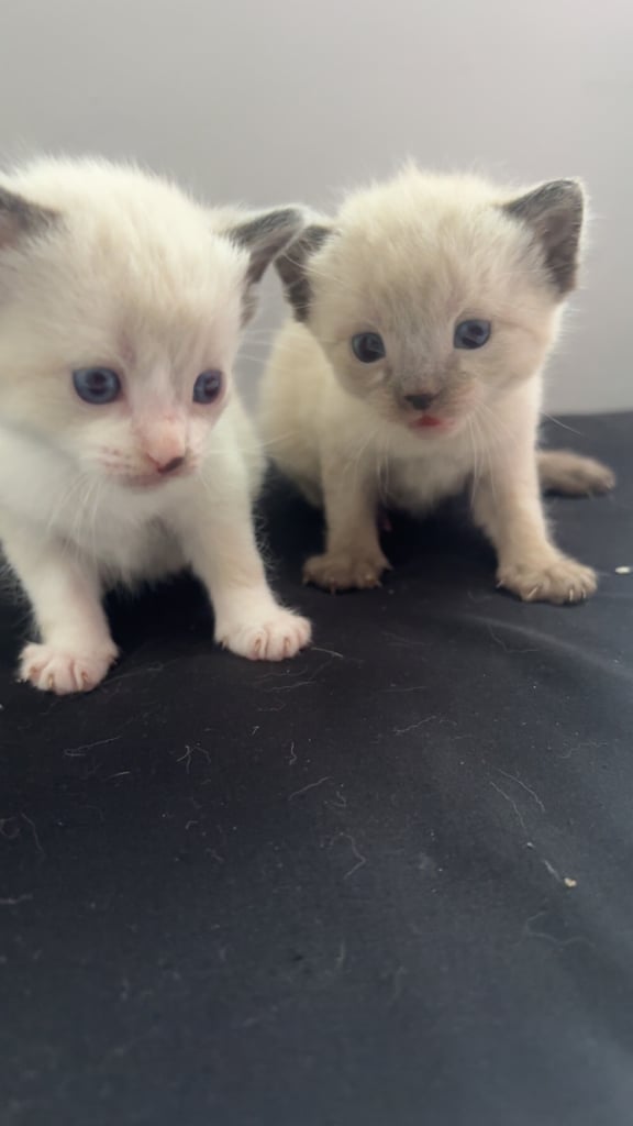 Ragdoll kittens 