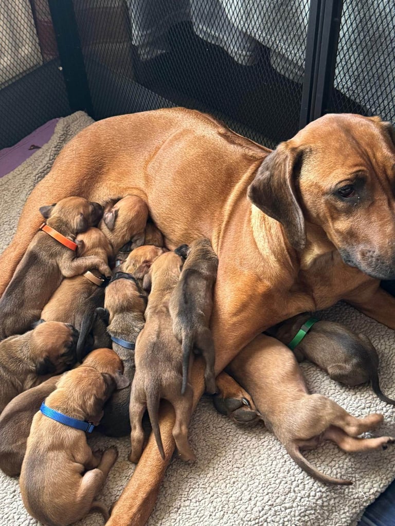 Rhodesian Ridgebacks 