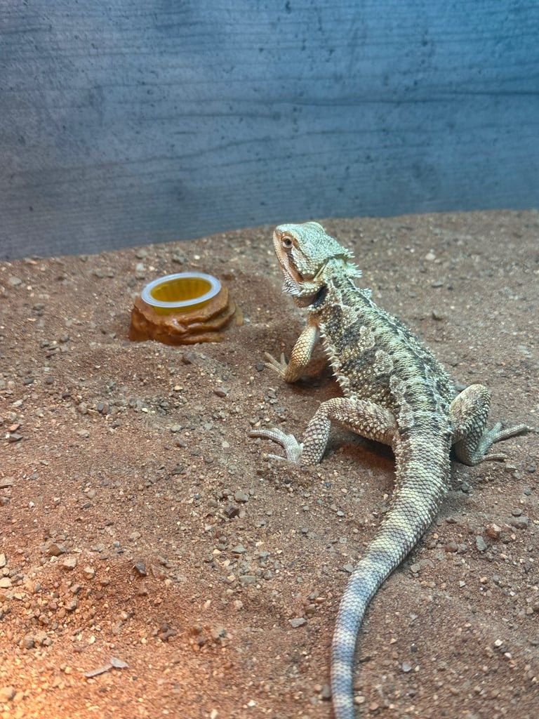 6 month male bearded dragon