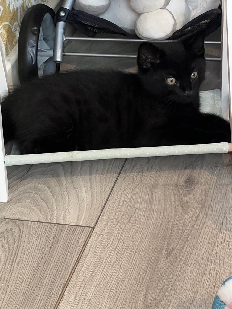 Ragdoll mix (available Now) reserved 