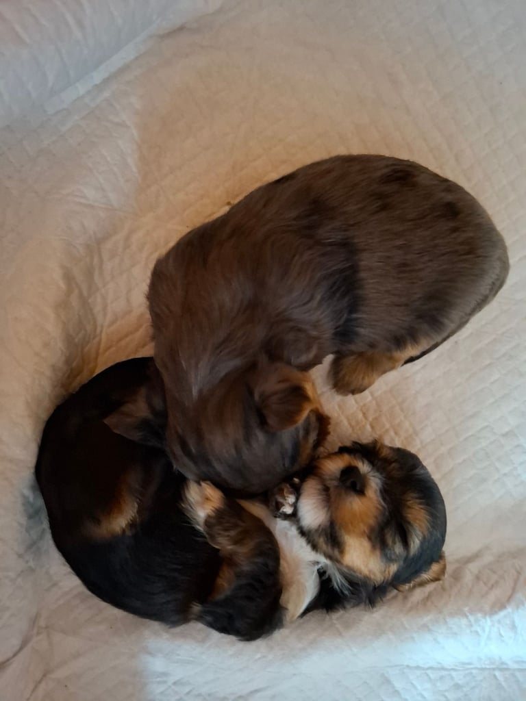 Female Yorkshire terrier 