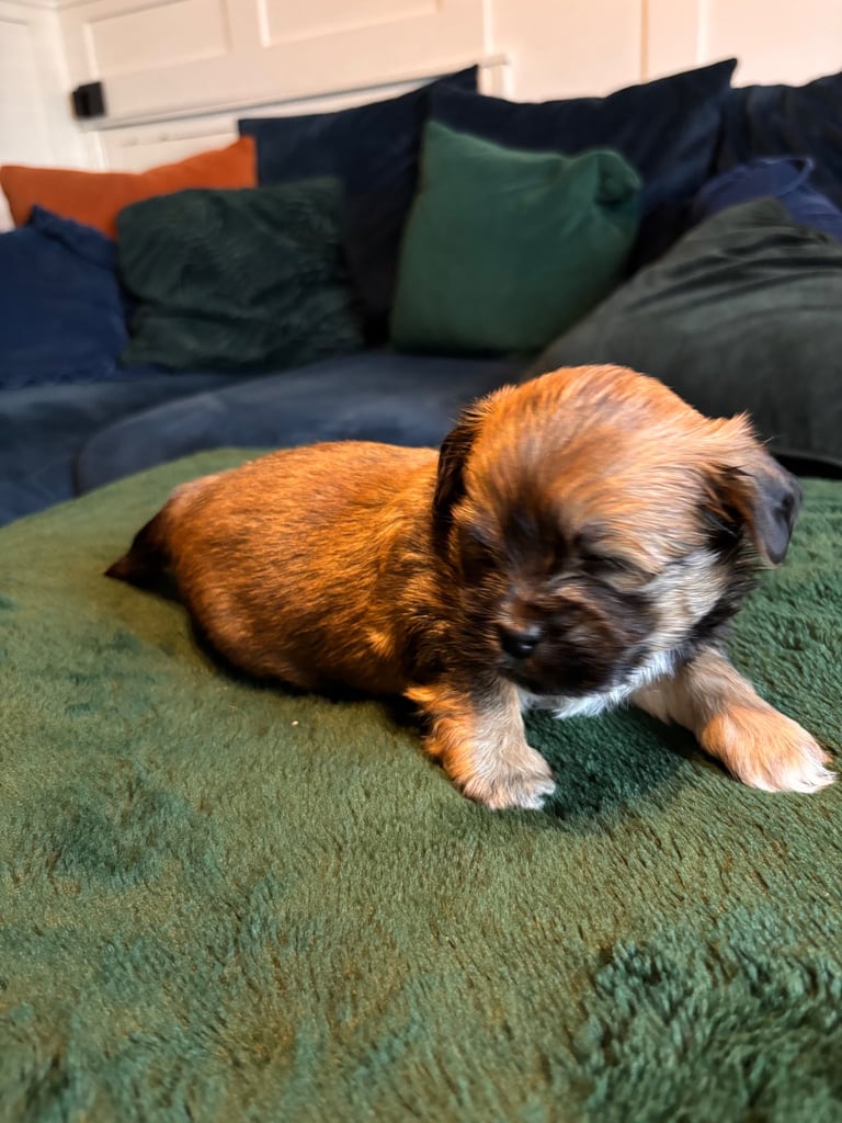 Lhasa poo puppies 