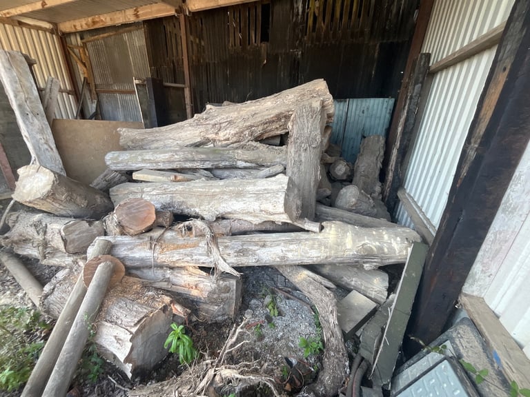 image for Poplar wood trunks various sizes and lengths
