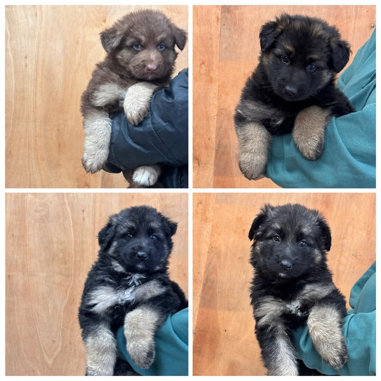 German Shepherd Puppies 