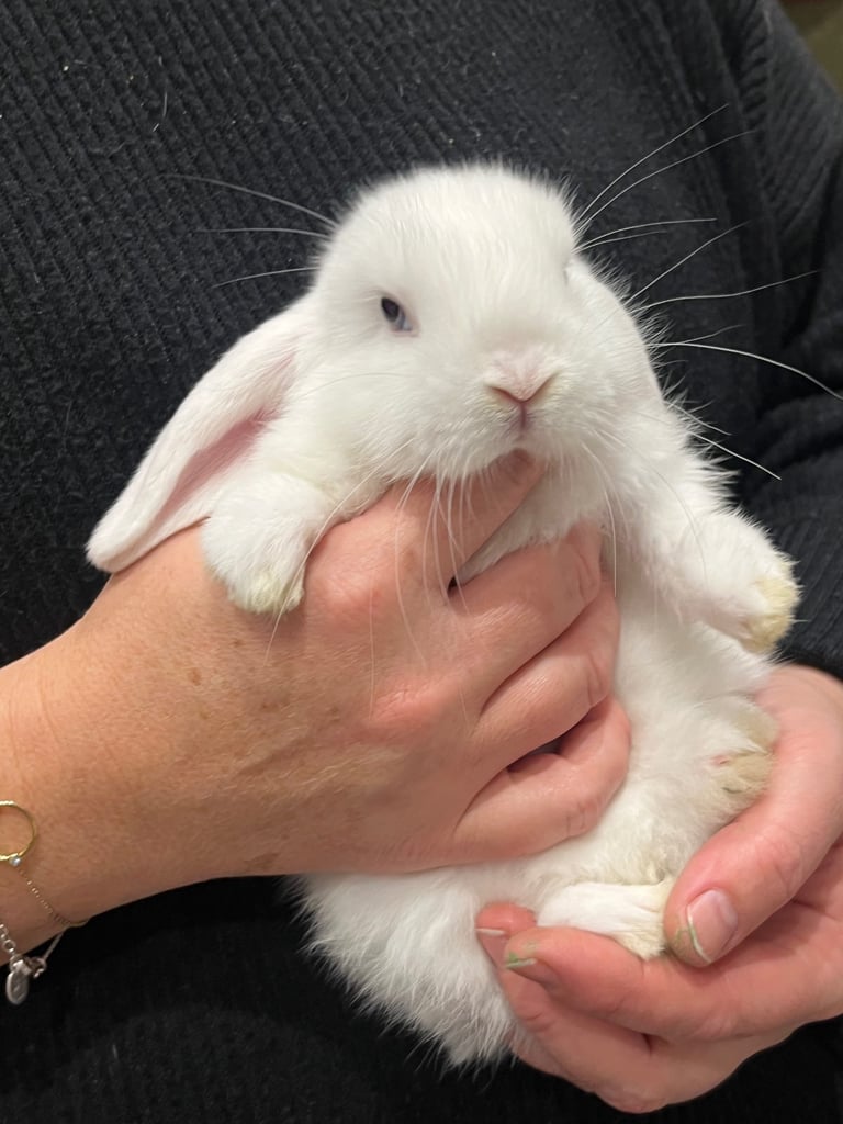 image for Mini lop babies