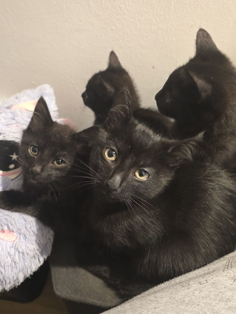 Adorable black kittens for sale