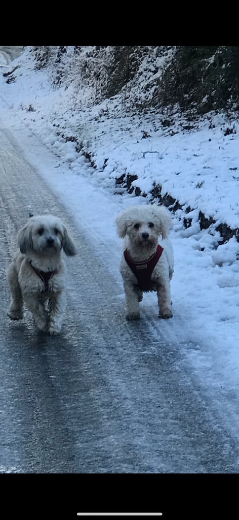 image for Dog hotel . Small dogs only . Derry area 