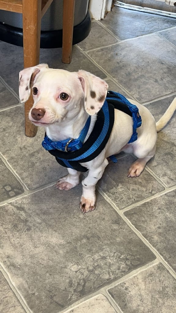 Male dachshund 