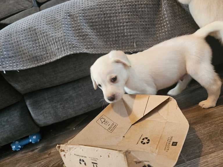 Beautiful Yellow Labrador Puppies for Sale