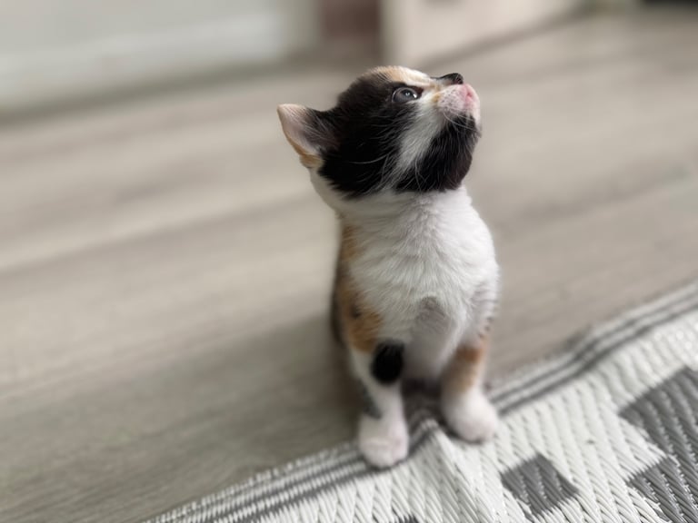 Male Half ragdoll kitten, looking for a lovely caring home