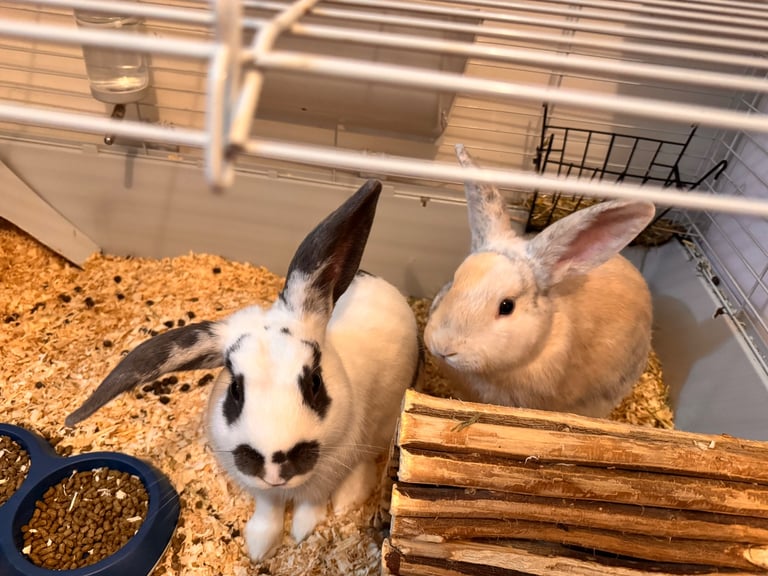 Two Male Rabbits for Sale – Moving Home