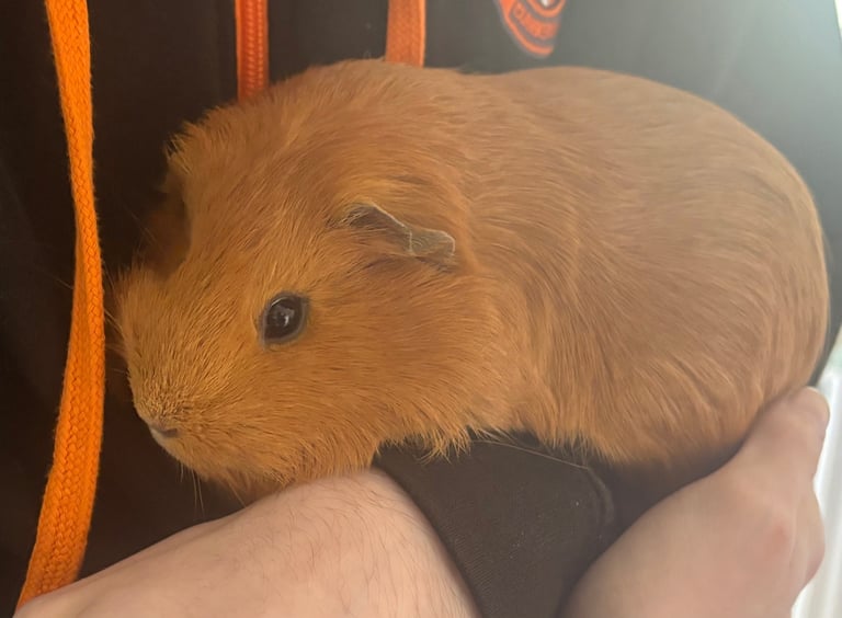 2 female guinea pigs for rehoming